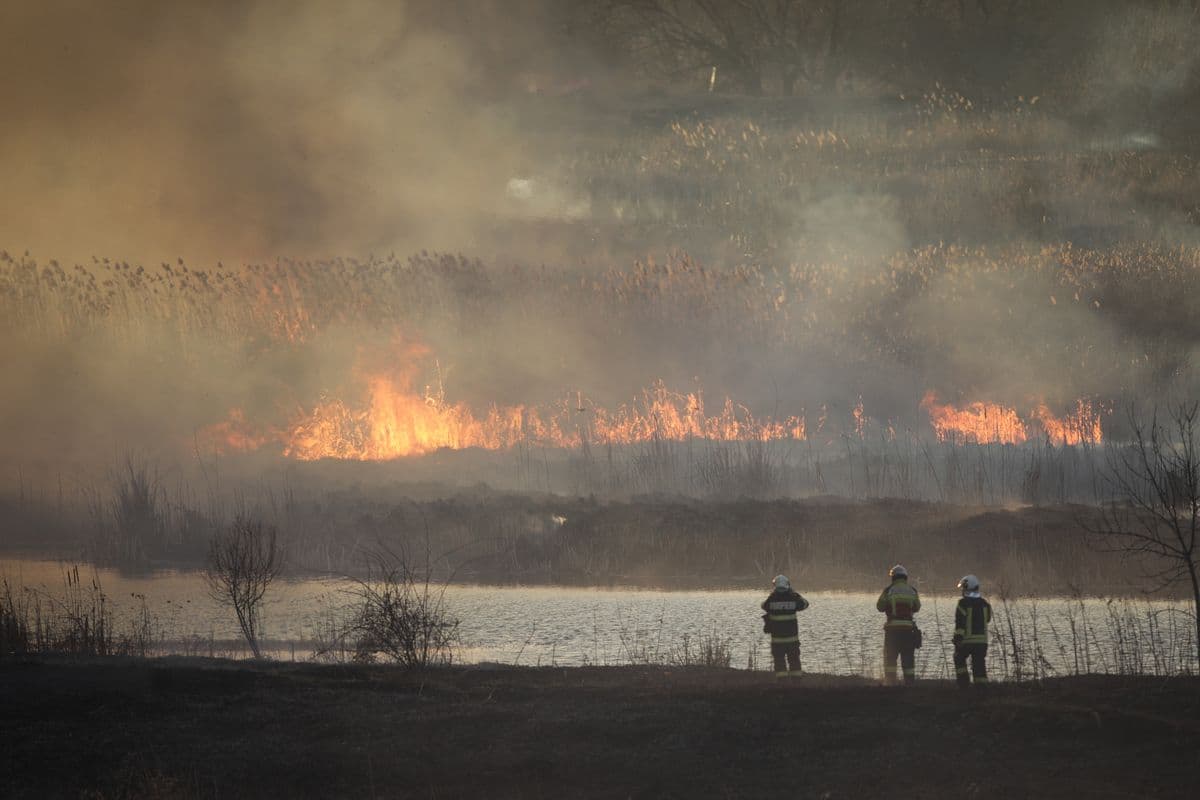 Wildfire of mostly dry reed plants in a wetland area inside a big city in Eastern Europe